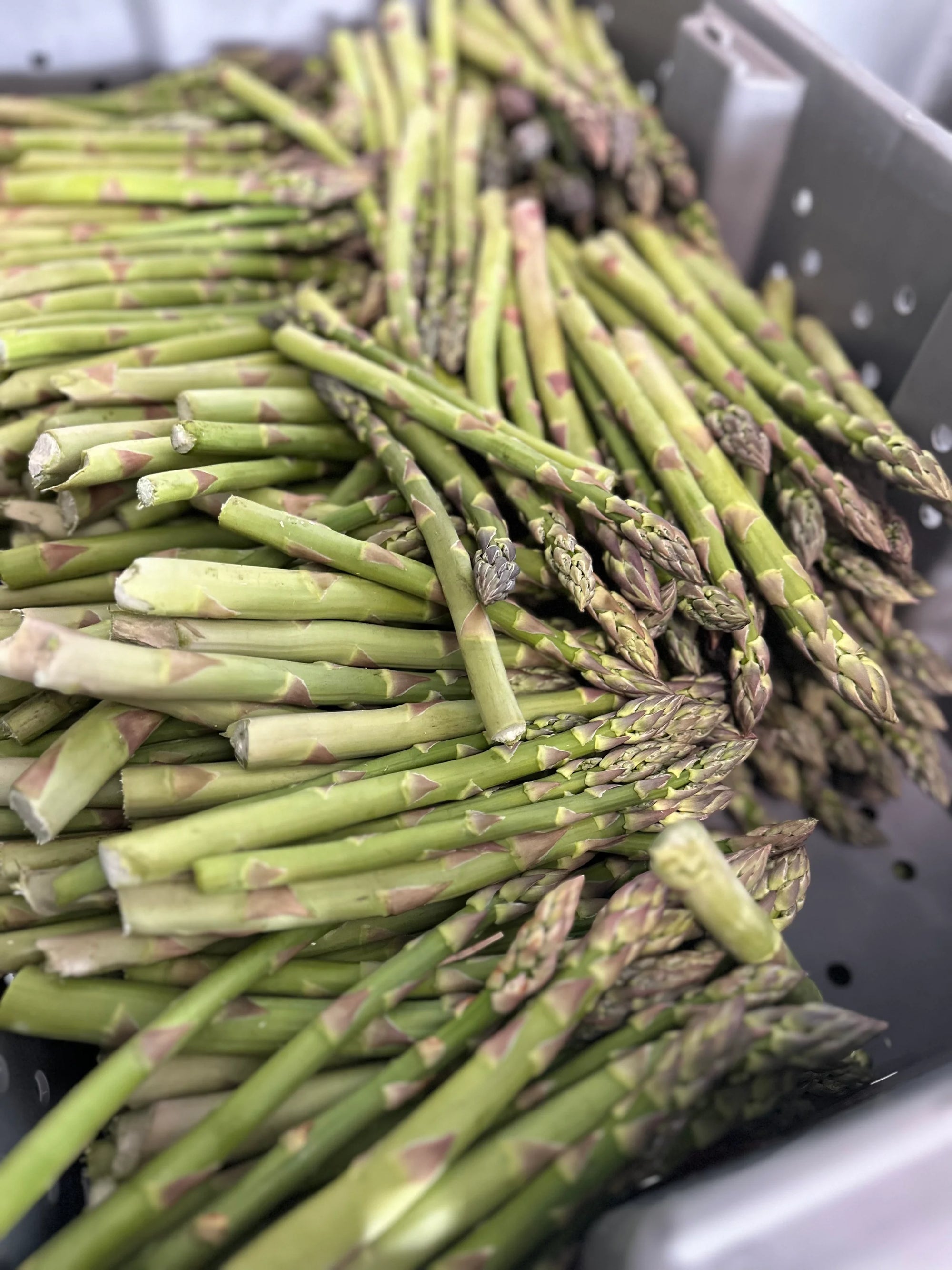 Asparagus 